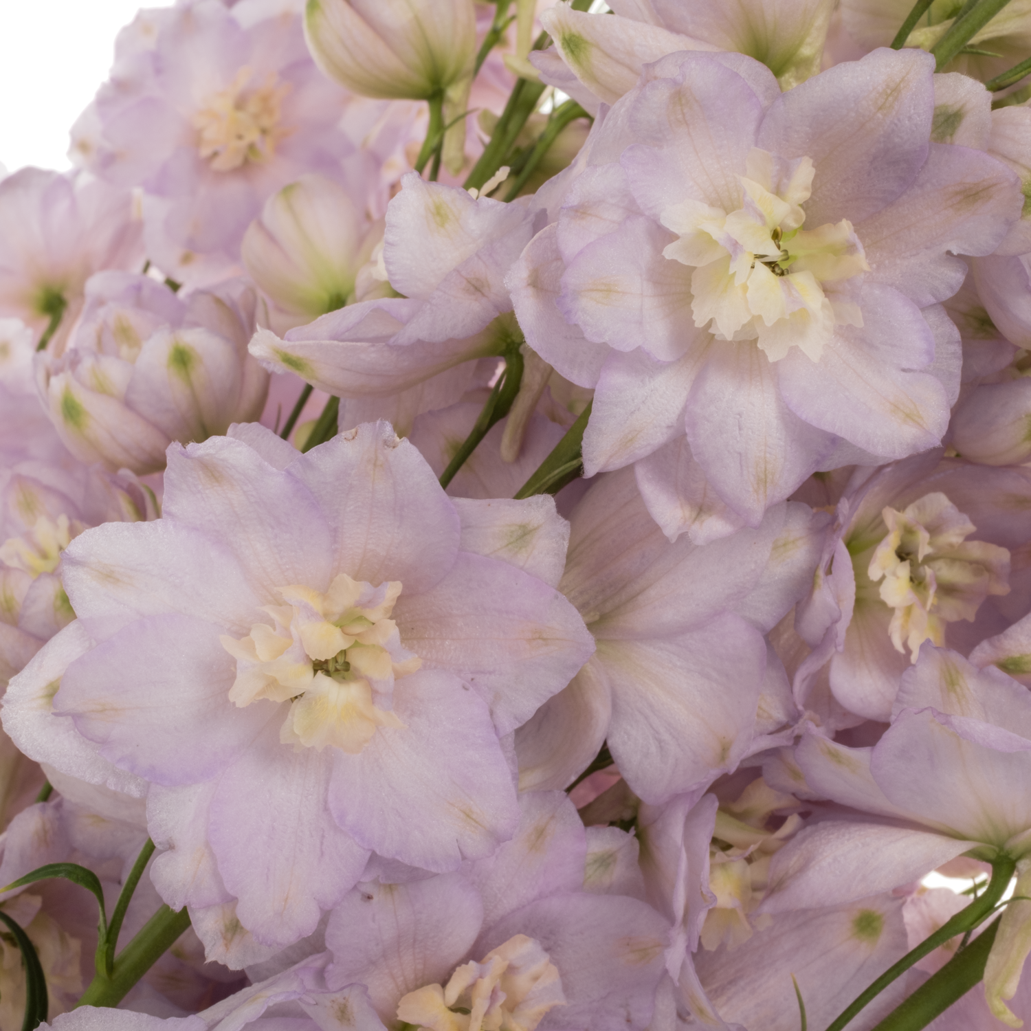 Delphinium rosa Rosa Dewi Fame 80cm