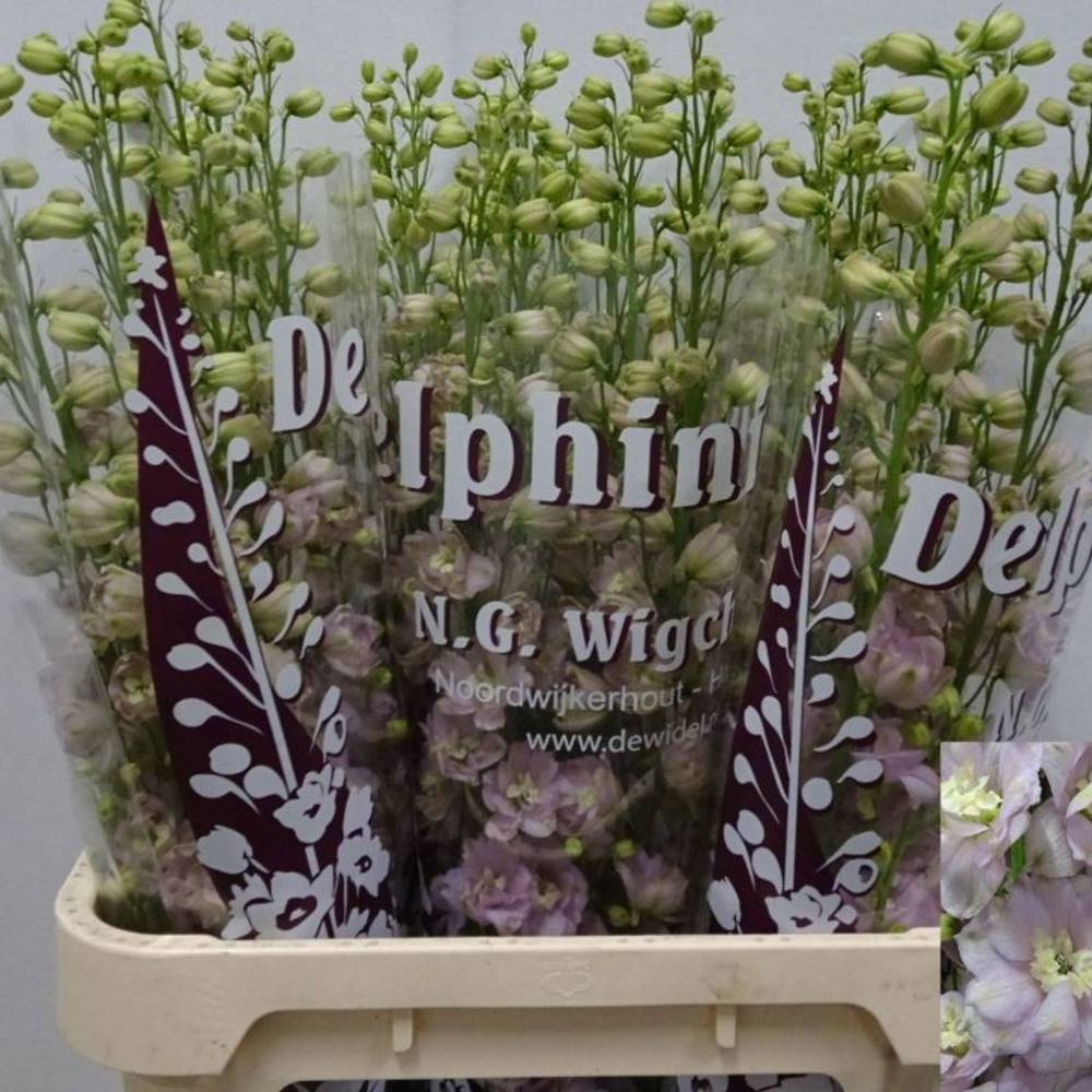 Delphinium Rosa Dewi Fame 80cm