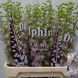Delphinium Rosa Dewi Fame 80cm