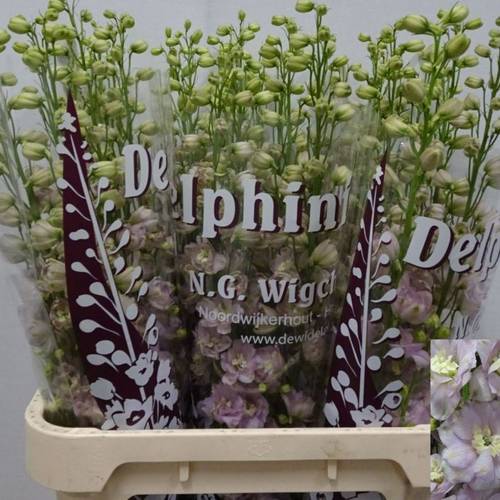 Delphinium Rosa Dewi Fame 80cm