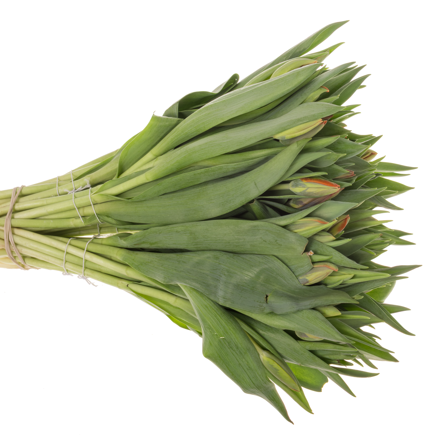 Tulpe orange Irene 24 Gramm