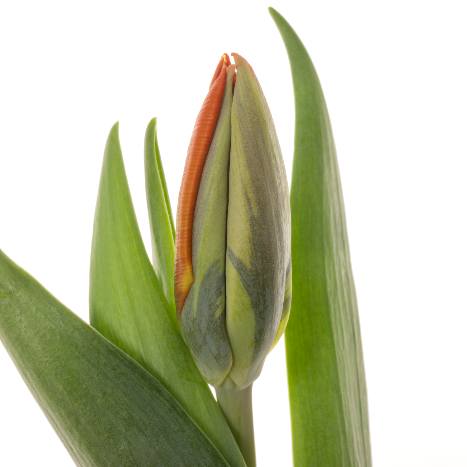 Tulpe orange Irene 24 Gramm