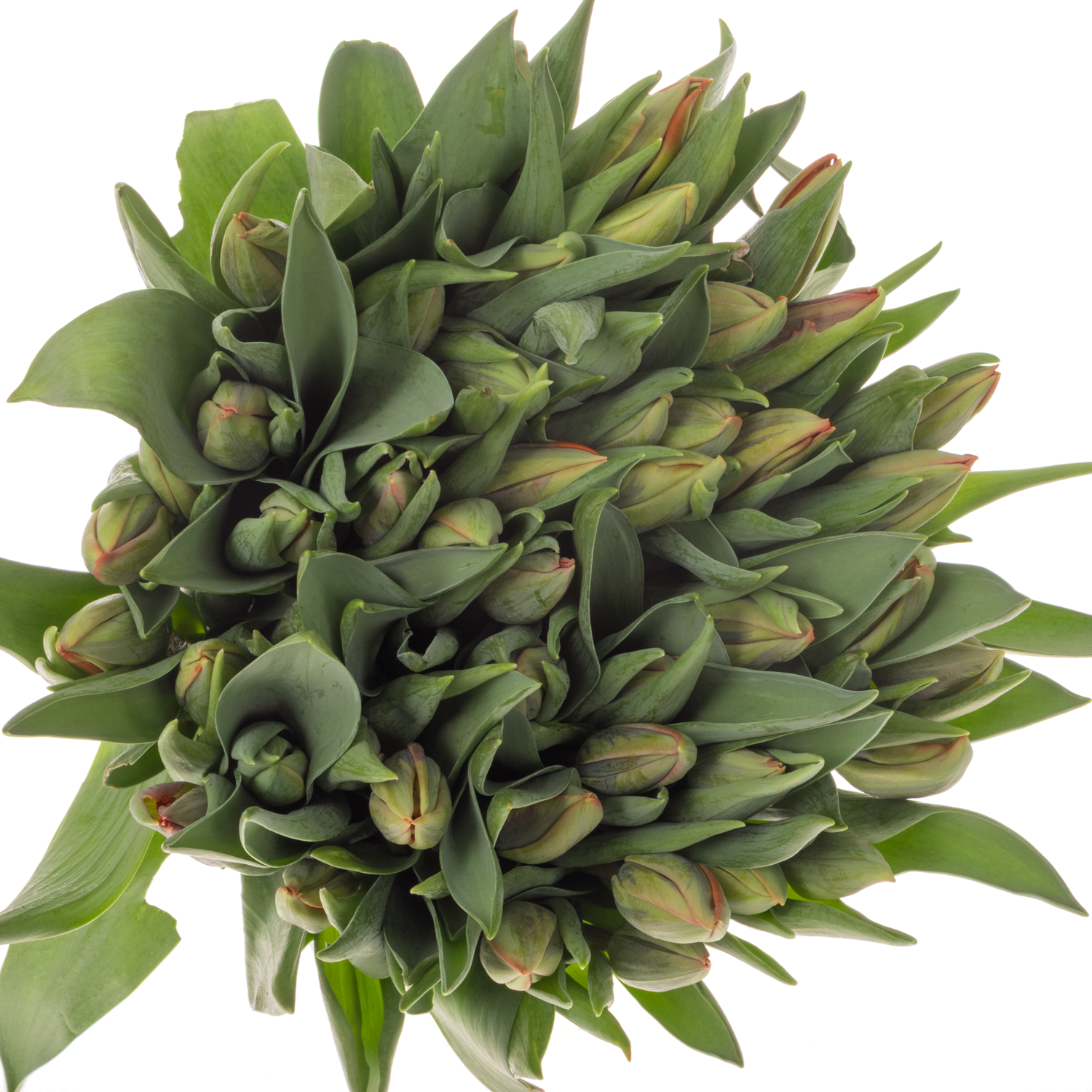 Tulpe orange Irene 24 Gramm