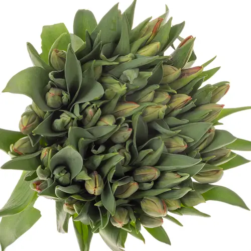 Tulpe orange Irene 24 Gramm