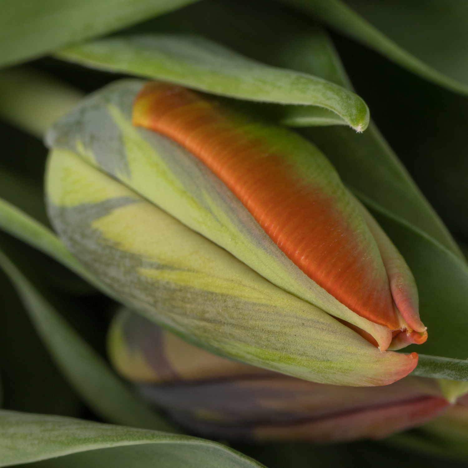 Tulpe orange Irene 24 Gramm