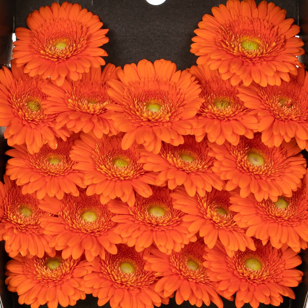 Germini orange Dorito