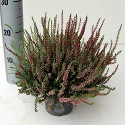 Calluna rot/rosa GG Trio T12 H025