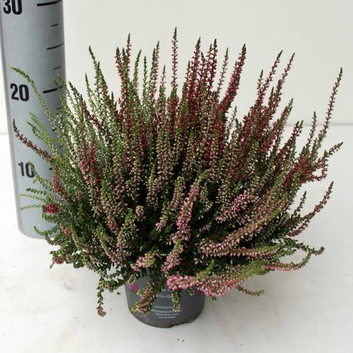 Calluna rot/rosa GG Trio T12 H025