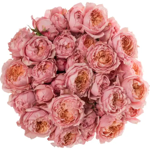 Rose verzweigt hell rosa Julietta 60cm