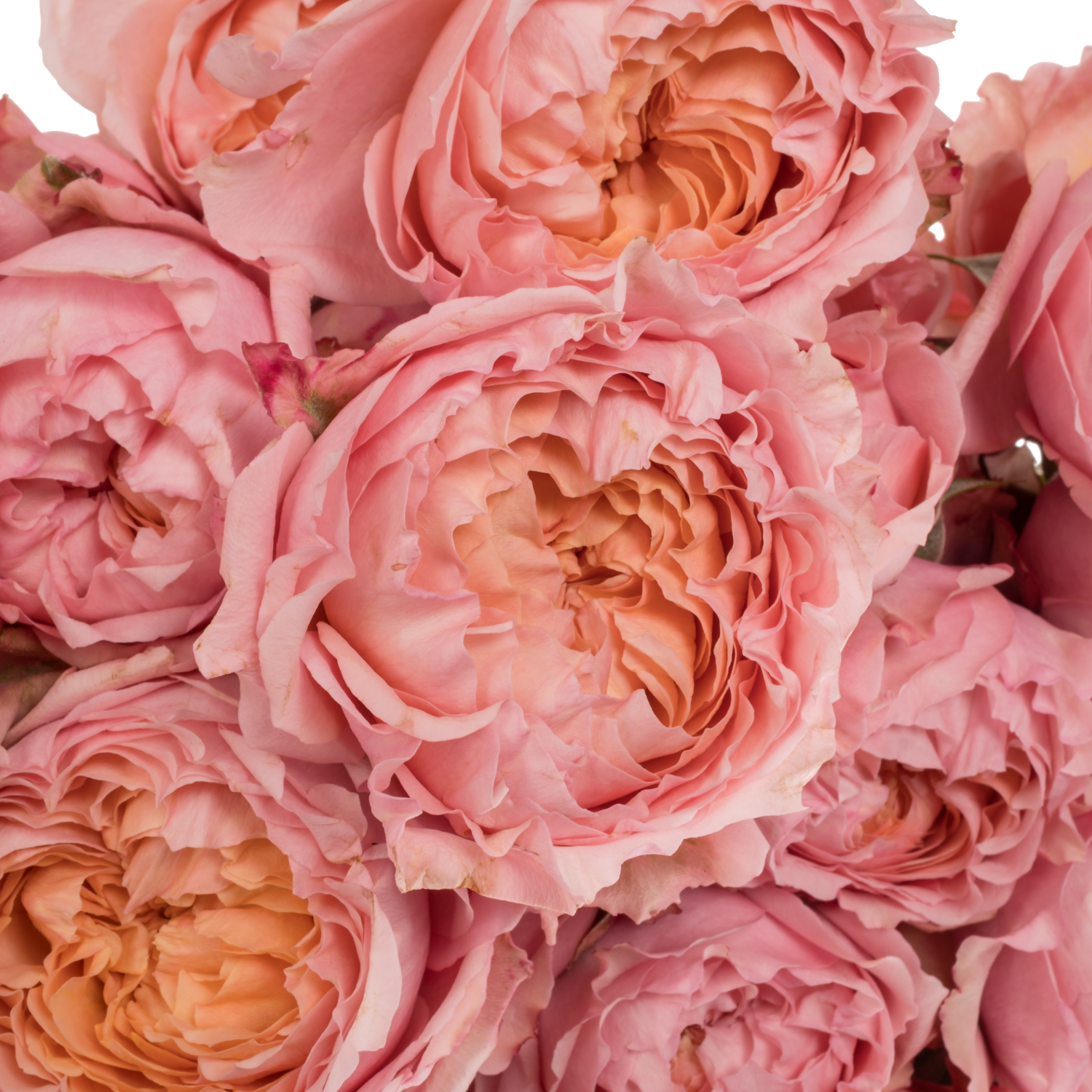 Rose verzweigt hell rosa Julietta 60cm