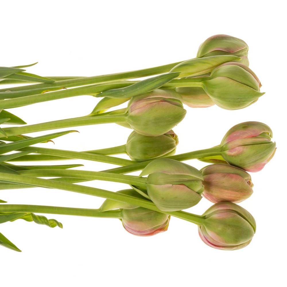 Franz.rosa doppel Renown 68 Gramm 60cm