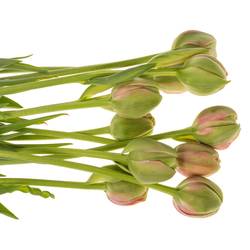 Franz.rosa doppel Renown 68 Gramm 60cm