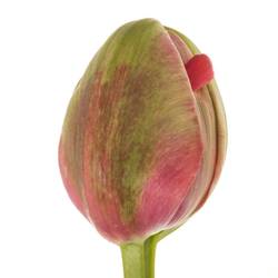 Franz.rosa doppel Renown 68 Gramm 60cm