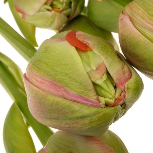 Franz.rosa doppel Renown 68 Gramm 60cm