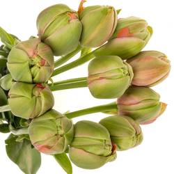 Franz.rosa doppel Renown 68 Gramm 60cm