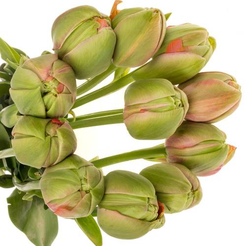 Franz.rosa doppel Renown 68 Gramm 60cm