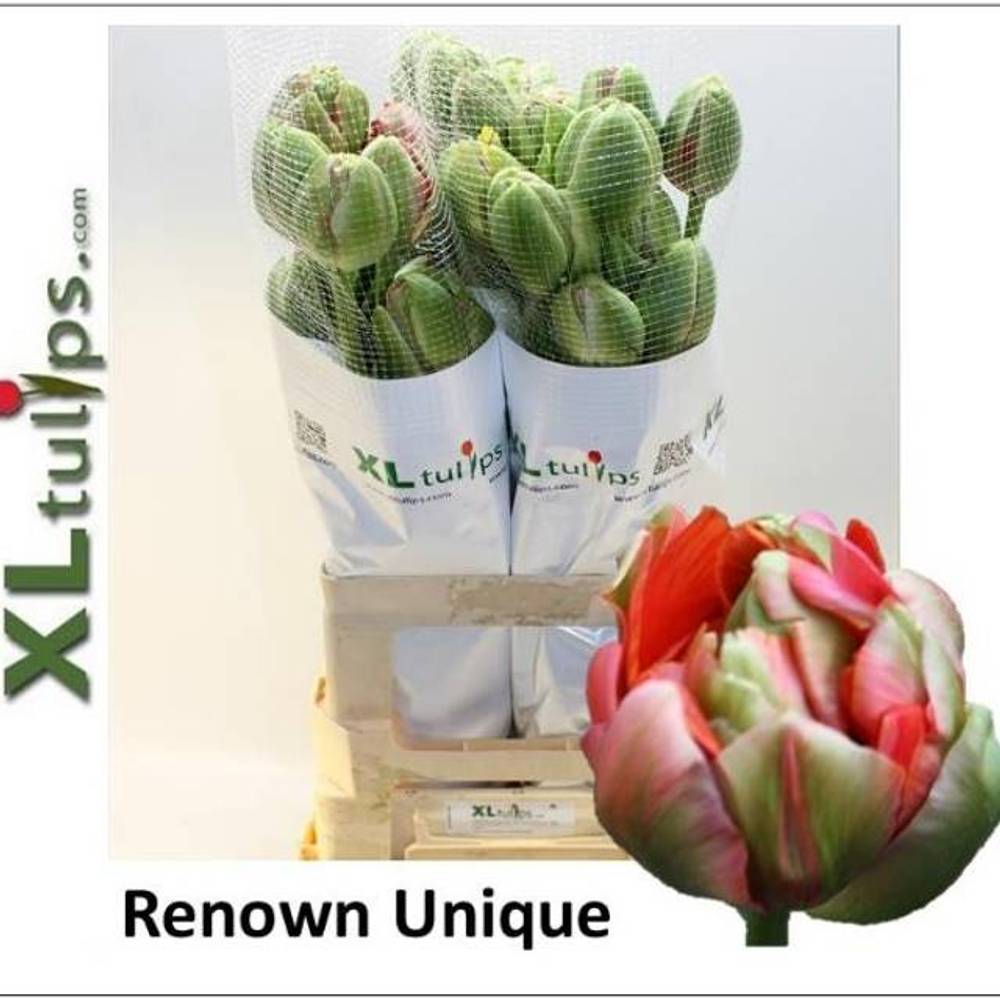 Franz.rosa doppel Renown 68 Gramm 60cm