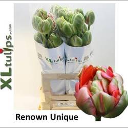 Franz.rosa doppel Renown 68 Gramm 60cm