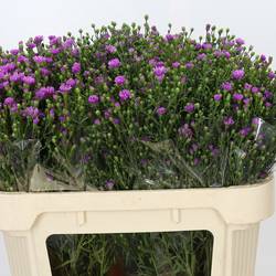 Aster dunkel lila Casarosa 40 Gramm 70cm
