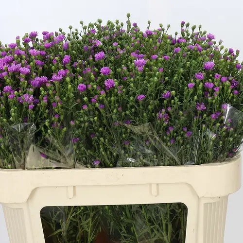 Aster lila Casarosa 40 Gramm 70cm