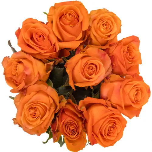 Rose orange On Fire 50cm