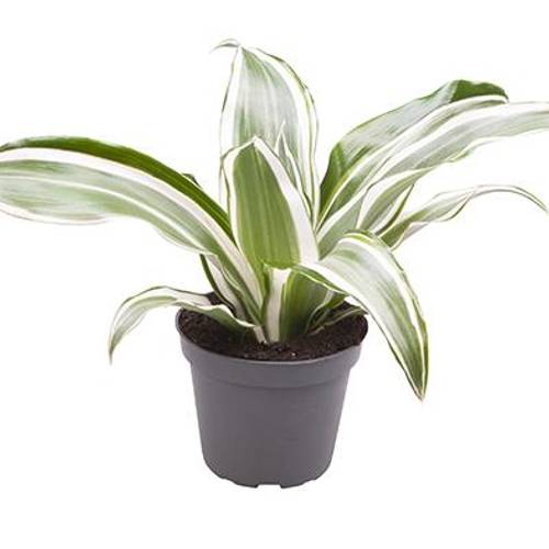 Dracaena Der. White Jewel T06 H015