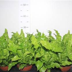 Asplenium Crispy wave Schnäpch.Von Uhr T12 H027