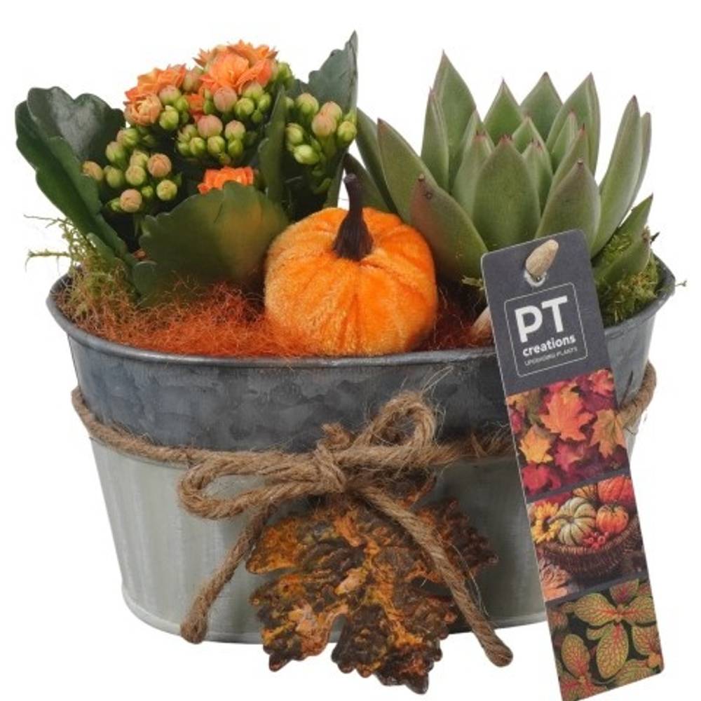 Kal.Arr PTHI5301 Herbst T16 H016