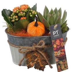 Kal.Arr PTHI5301 Herbst T16 H016