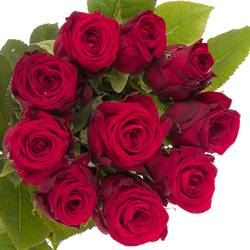 Rose rot Red Naomi (Marjoland) 55cm