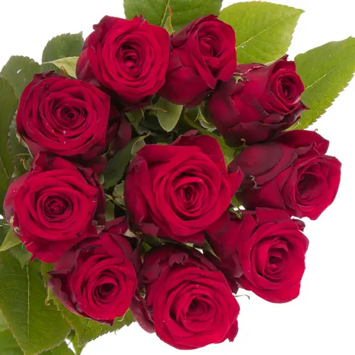 Rose rot Red Naomi (Marjoland) 55cm