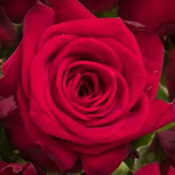 Rose rot Red Naomi (Marjoland) 55cm