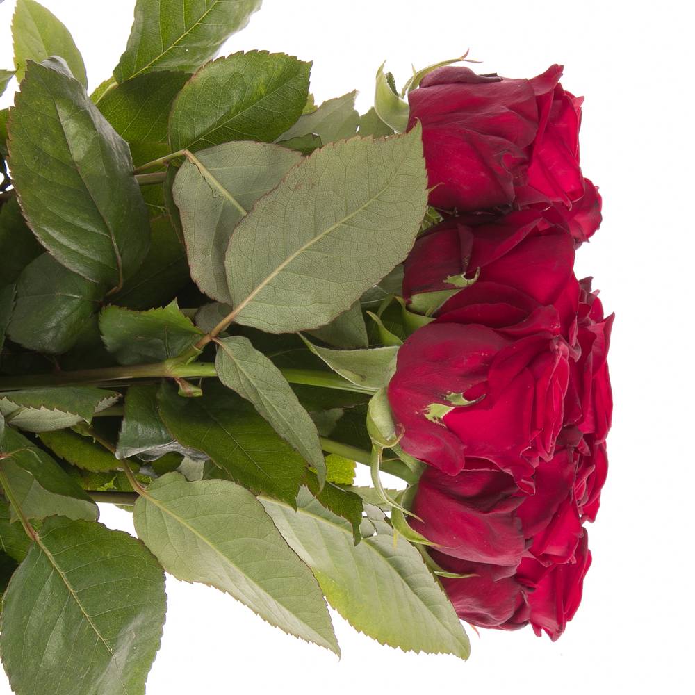 Rose rot Red Naomi (Marjoland) 55cm