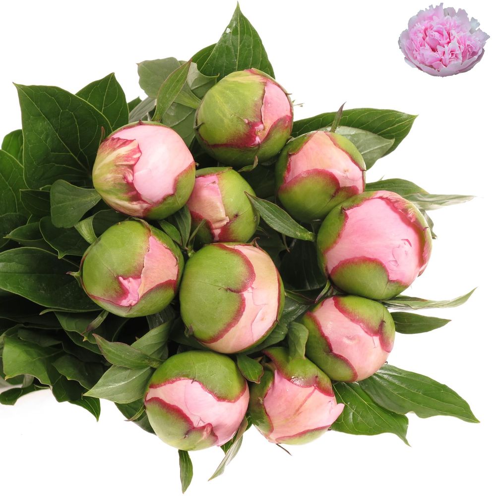 Pfingstrose rosa Angel C.60cm