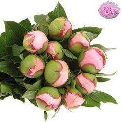 Pfingstrose rosa Angel C.60cm