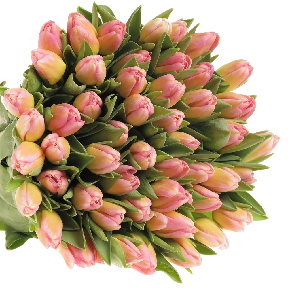 Tulpe rosa Tom Pouce 28 Gramm