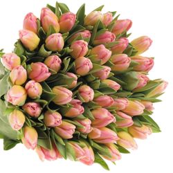 Tulpe rosa Tom Pouce 28 Gramm