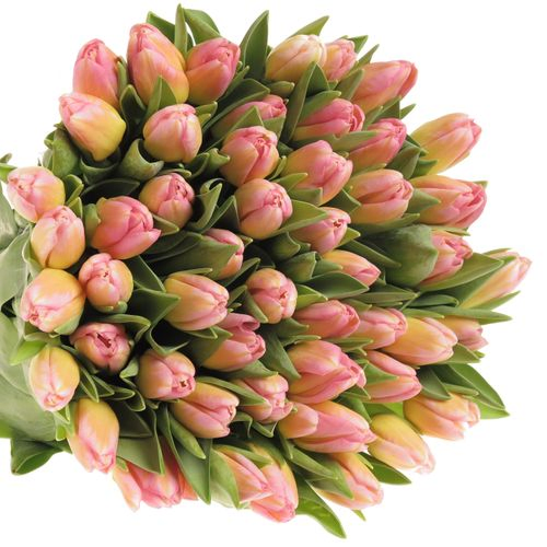 Tulpe rosa Tom Pouce 28 Gramm