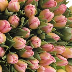Tulpe rosa Tom Pouce 28 Gramm