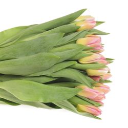 Tulpe rosa Tom Pouce 28 Gramm