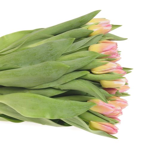 Tulpe rosa Tom Pouce 28 Gramm