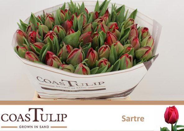 Tulpe rot doppel Sarte Coas Tulip 50 Gramm