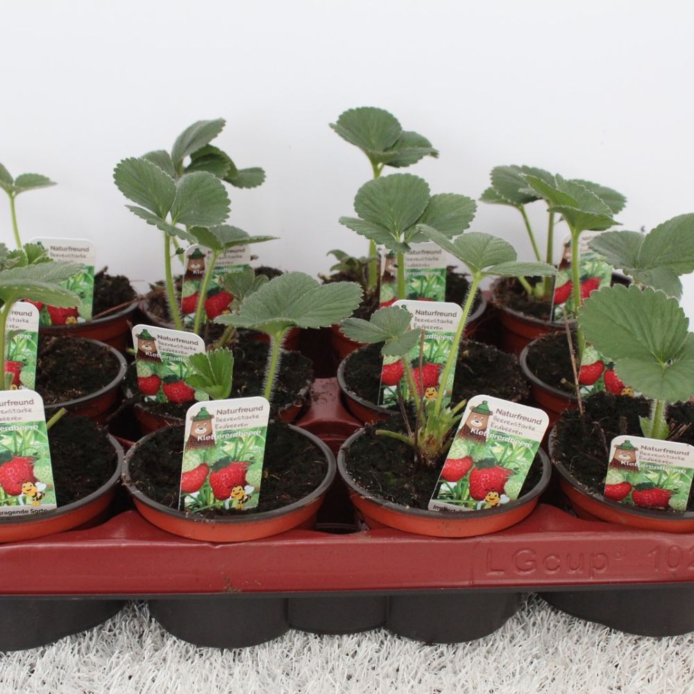 Fragaria Ananassa Klettererbeere T09,5 H15
