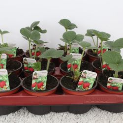 Fragaria Ananassa Klettererbeere T09,5 H15