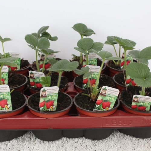 Fragaria Ananassa Klettererbeere T09,5 H15