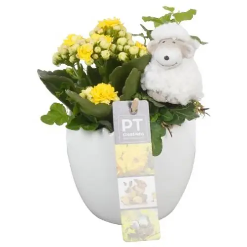 Ostern Arr PTPB3817 T11 H018