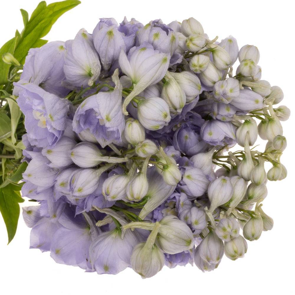 Delphinium milka Misty 50cm