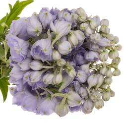 Delphinium milka Misty 50cm