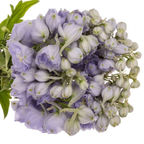 Delphinium milka Misty 50cm