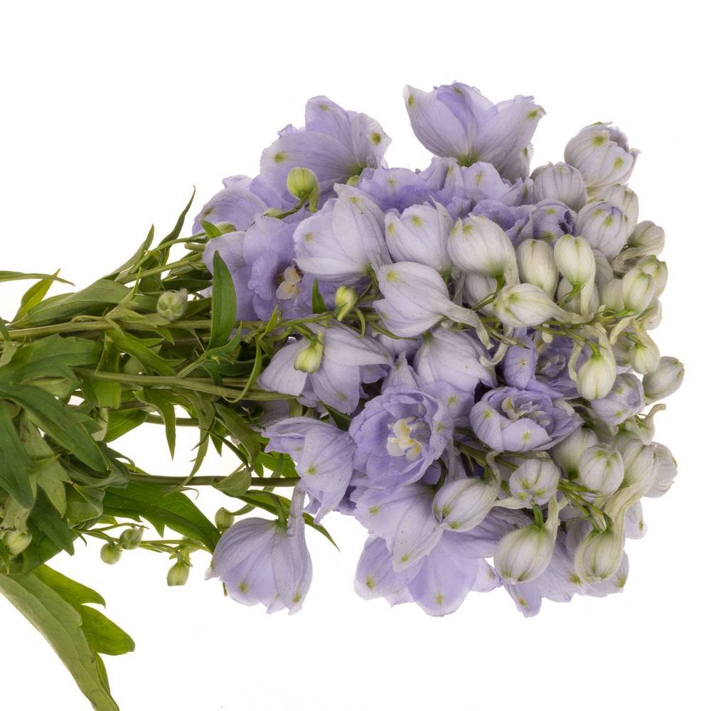 Delphinium milka Misty 50cm